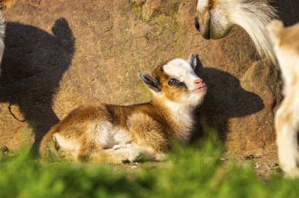 Domestic goat (Capra hircus) youngster lying on the ground, Bavaria, Germany