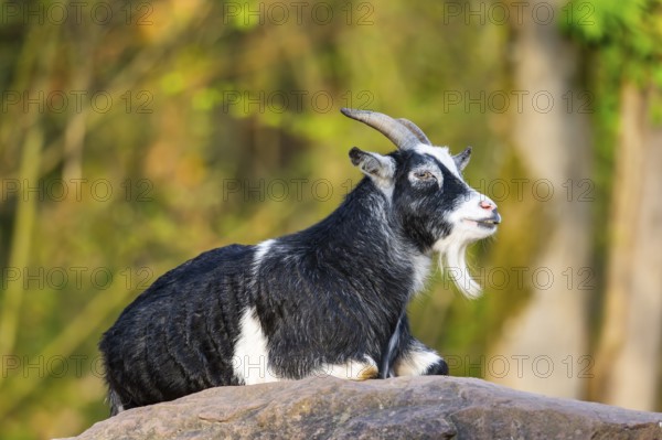 Domestic goat (Capra hircus) lying on a rock, Bavaria, Germany