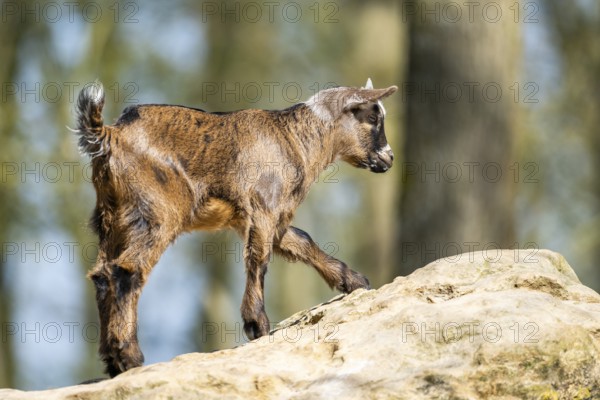 Domestic goat (Capra hircus) standing on a rock, Bavaria, Germany
