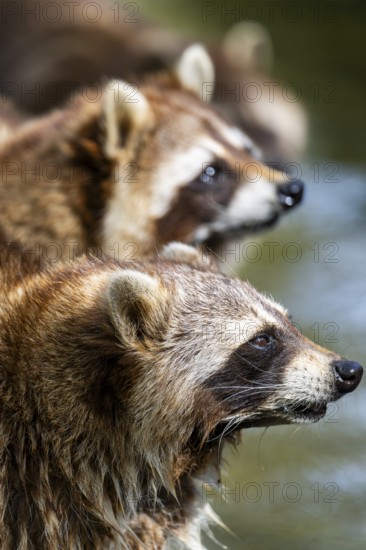 Common raccoon (Procyon lotor), portrait, Bavaria, Germany
