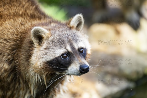 Common raccoon (Procyon lotor), portrait, Bavaria, Germany