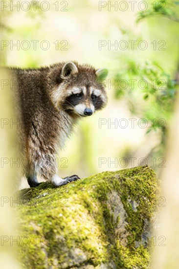 Common raccoon (Procyon lotor) standing on the ground, Bavaria, Germany