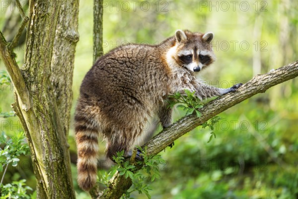 Common raccoon (Procyon lotor) climbing up a tree, Bavaria, Germany