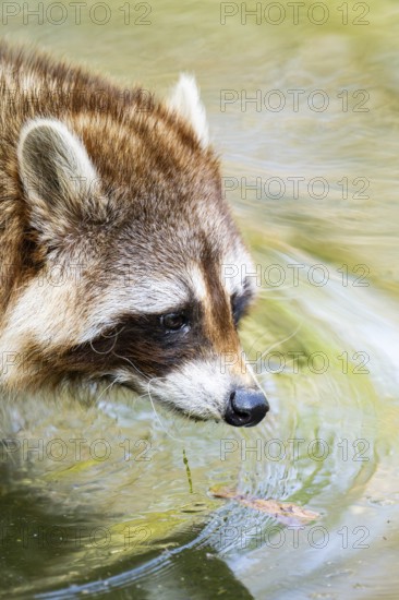 Common raccoon (Procyon lotor) in the water of a little lake, Bavaria, Germany