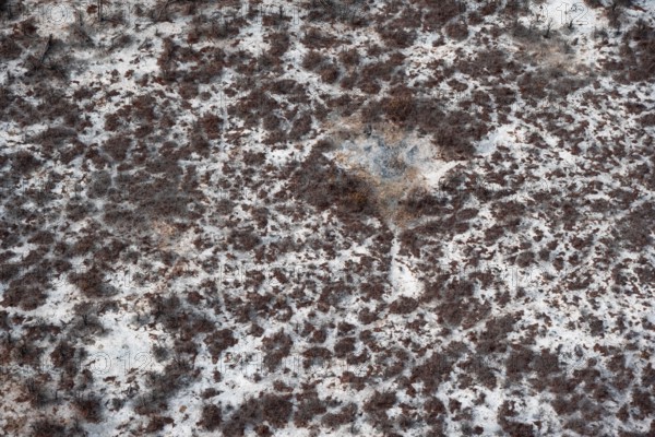 Structure and pattern, trees in the dry season, arid landscape, aerial view of the Okavango Delta, near Maun, Okavango Delta, Botswana