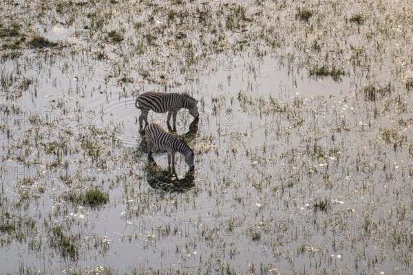 Steppe zebras (Equus quagga) drinking by the river, aerial view, Okavango Delta, Botswana