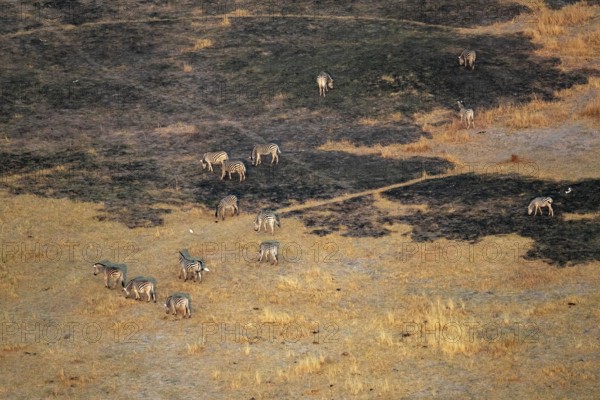 Steppe zebras (Equus quagga) grazing in arid landscape, aerial view, Okavango Delta, Botswana