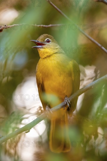 Yellow-bellied Greenbul (Chlorocichla flaviventris), Yellow-bellied Greenbul, Zambezi Region, Caprivi Strip, Namibia