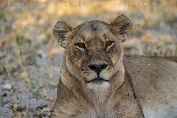 Female, Lion (Panthera Leo), Moremi Game Reserve, Botswana