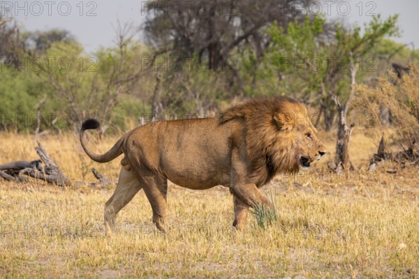 Maned lion, lion (Panthera Leo) runs to the side, savanna, Moremi Game Reserve, Botswana