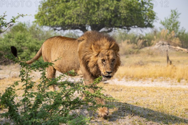 Maned Lion, Lion (Panthera Leo) runs, Savanna, Moremi Game Reserve, Botswana