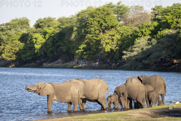 African elephant (Loxodonta africana) drinking in Chobe River, Ihaha, Chobe National Park National Park, Botswan