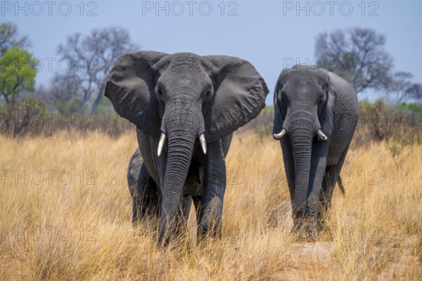 African elephant (Loxodonta africana) in dry savanna, Bwabwata National Park, Caprivi Strip, Namibia