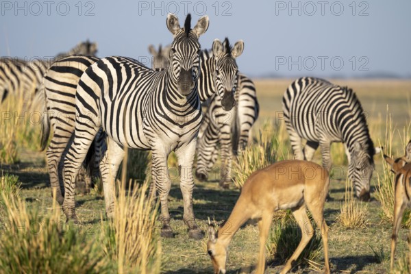 Impalas and steppe zebras (Equus quagga), atmospheric lighting, Ihaha, Chobe National Park National Park, Botswan