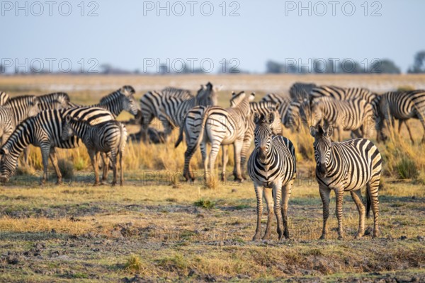 Herd of Steppe Zebras (Equus quagga), Ambient Light, Ihaha, Chobe National Park National Park, Botswan