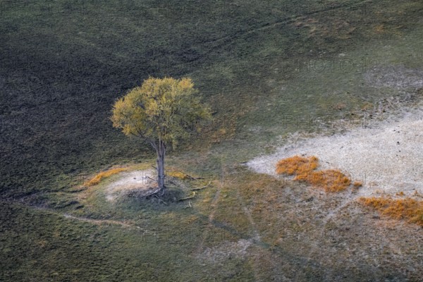 Species tree in the savanna, landscape, aerial view of the Okavango Delta, near Maun, Okavango Delta, Botswana