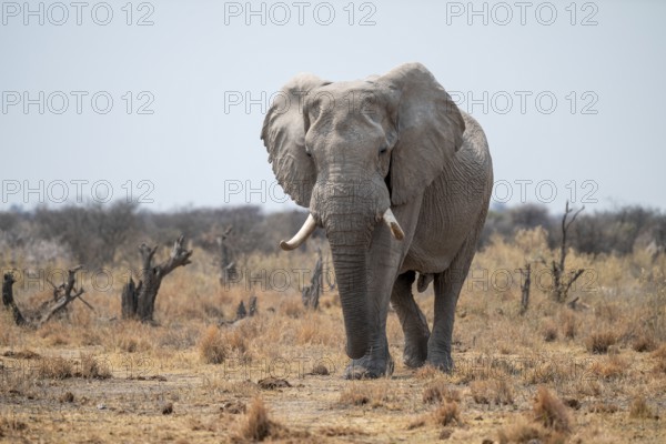 African elephant (Loxodonta africana), Nxai Pan National Park, Botswana