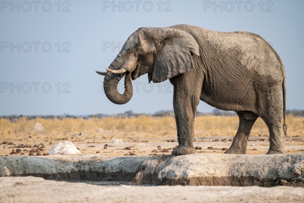 African elephant (Loxodonta africana) drinking at waterhole, Nxai Pan National Park, Botswana