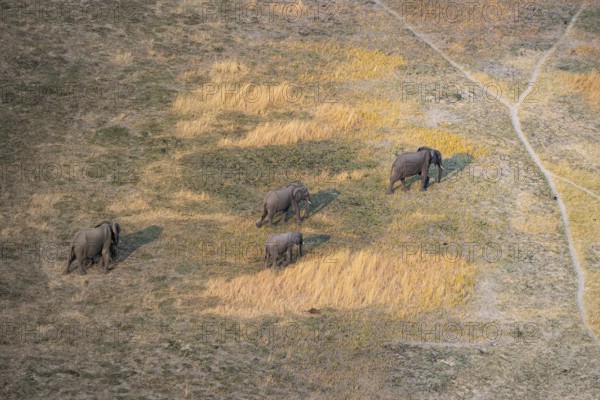 African elephant (Loxodonta africana) in dry savanna, aerial view, Okavango Delta, Botswana