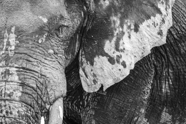 Animal Portrait, Dramatic African Elephant (Loxodonta africana), at a waterhole, Nxai Pan National Park, Botswana