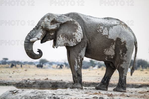 African elephant (Loxodonta africana) drinking at waterhole, Nxai Pan National Park, Botswana