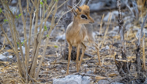 Kirk's Dik-dik (Madoqua kirkii), adult animal in the undergrowth, Etosha National Park, Namibia