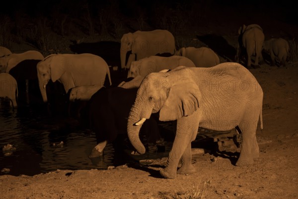 Night view, African elephant (Loxodonta africana), at Halali waterhole, Etosha National Park, Namibia