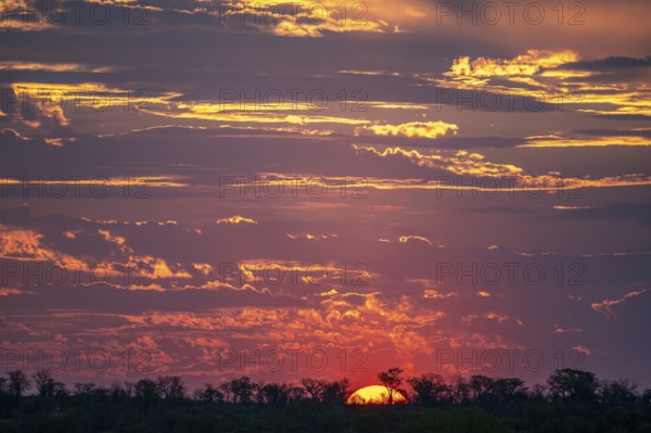 Impressive sunset over the African savanna, silhouette of the horizon with trees in front of the sun, at Halali waterhole, Etosha National Park, Namibia