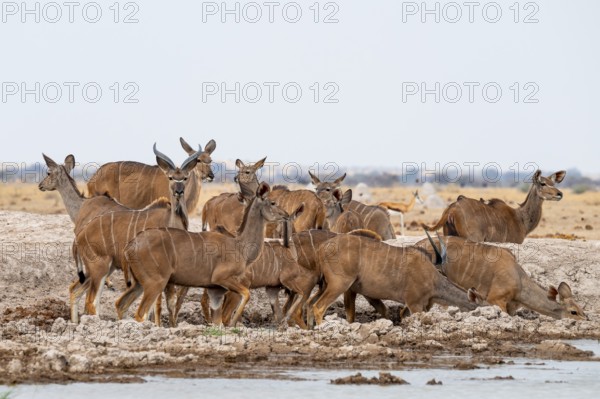 Big Kudu (Tragelaphus strepsiceros), flock drinking at waterhole, Nxai Pan National Park, Botswana