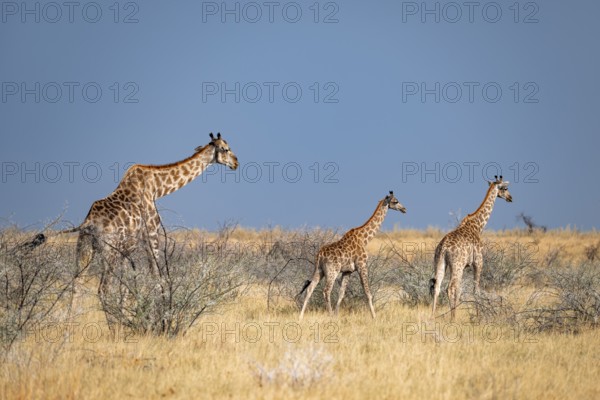 Angola giraffe (Giraffa giraffa angolensis), giraffe in dry savanna, Etosha National Park, Namibia