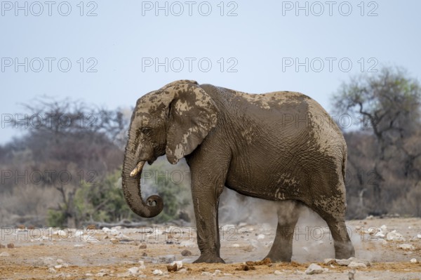 African elephant (Loxodonta africana) drinking at a watering hole, Etosha National Park, Namibia