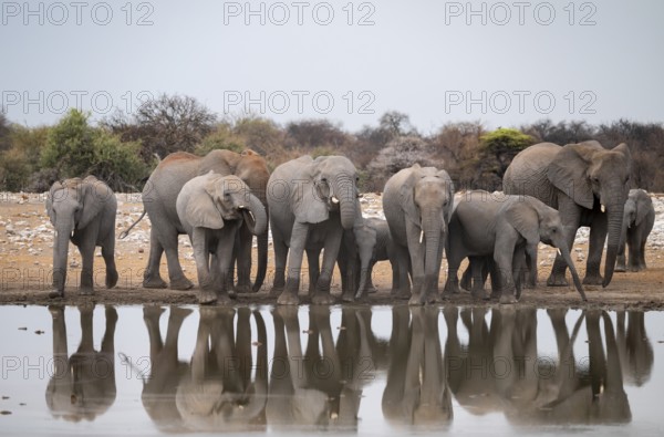 Herd of animals, animal family, African elephant (Loxodonta africana), drinking at a waterhole, beautiful reflection, Etosha National Park, Namibia