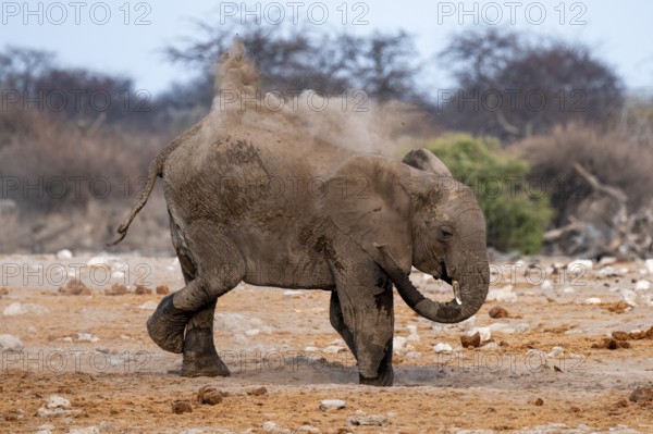 African elephant (Loxodonta africana), taking a mud bath and dusting, Etosha National Park, Namibia