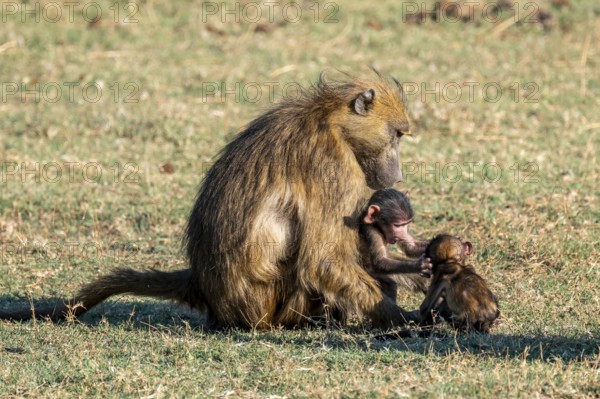 Young animal playing with mother, bear baboons (Papio ursinus), Ihaha, Chobe National Park National Park, Botswan