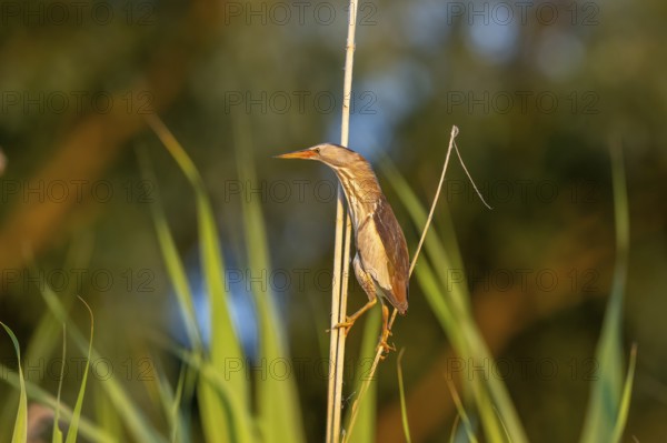 Little bittern (Ixobrychus minutus), lurking on reed stalks, Danube Delta, Romania