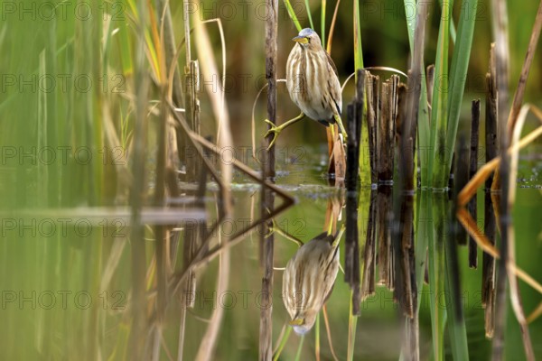 Little Bittern (Ixobrychus minutus), lurking in reeds, Race, Slovenia