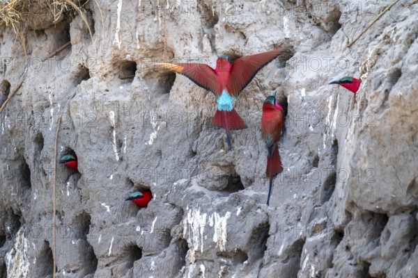 Breeding caves on the banks of the Kwando, Southern carmine bee-eater (Merops nubicoides), bee-eaters breeding, Kwando River, Zambezi region, Caprivi Strip, Namibia