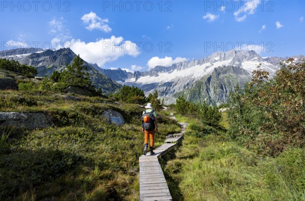 Mountaineers on wooden plank trail through mountain moor, in front of picturesque mountain scenery, Dammastock and Damma glaciers, Göscheneralp, Canton of Uri, Switzerland