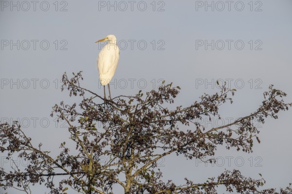 Great Egret (Ardea alba), Emsland, Lower Saxony, Germany