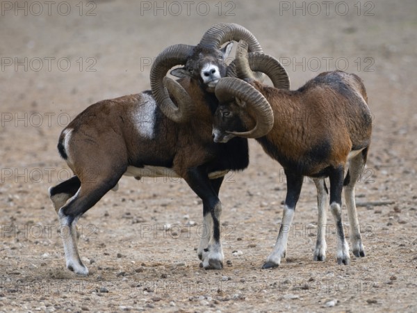Two grouches have wedged their horns, North Rhine-Westphalia, Germany