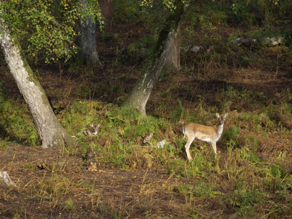 Fallow deer in the forest, North Rhine-Westphalia, Germany