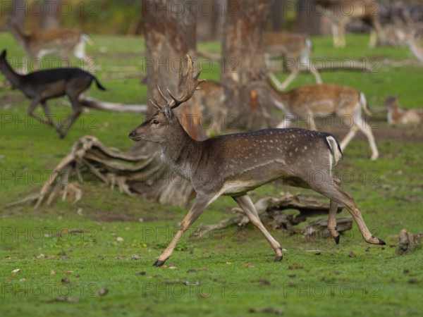 Young fallow deer running, North Rhine-Westphalia, Germany