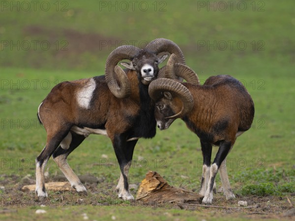 Two grouches have wedged their horns, North Rhine-Westphalia, Germany