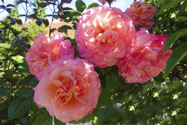 Roses (pink), pink blossom, flowers, plants, gardens, Germany
