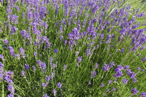 Lavender (Lavandula angustifolia), narrow-leaved lavender, ornamental plant, medicinal plant, purple flowers, flower bed, gardens, Germany