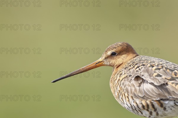 Blacktail (Limosa limosa), sitting room, on a fence post, snipe birds, animal portrait, wildlife, nature photography, wetland, oxmoor, Dümmer See, Lembruch, Lower Saxony, Germany