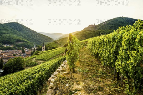 Village in the vineyards at sunset, Ribeauvillé, Haut-Rhin department, Alsace, France