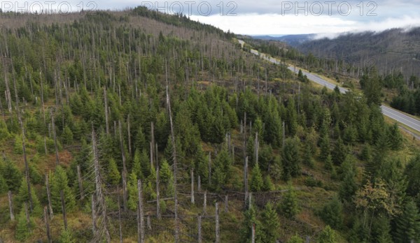 Forest dying, tree dying in the Harz Mountains, Saxony-Anhalt, Germany