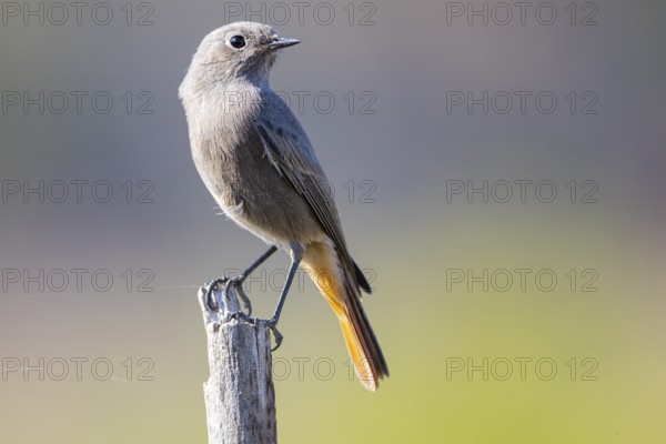 Redtail (Phoenicurus ochruros) Germany