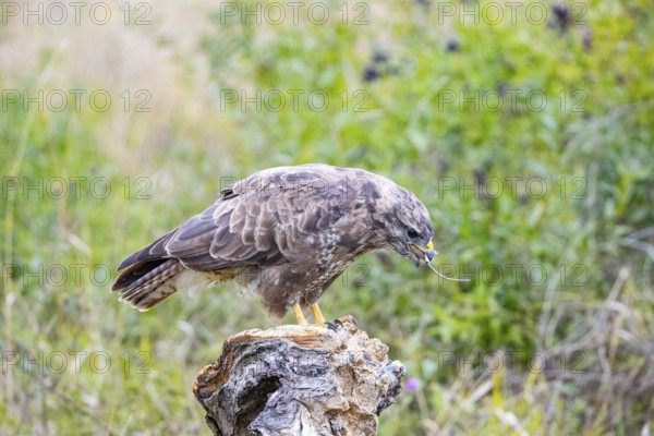 Common Buzzard (Buteo buteo) Germany